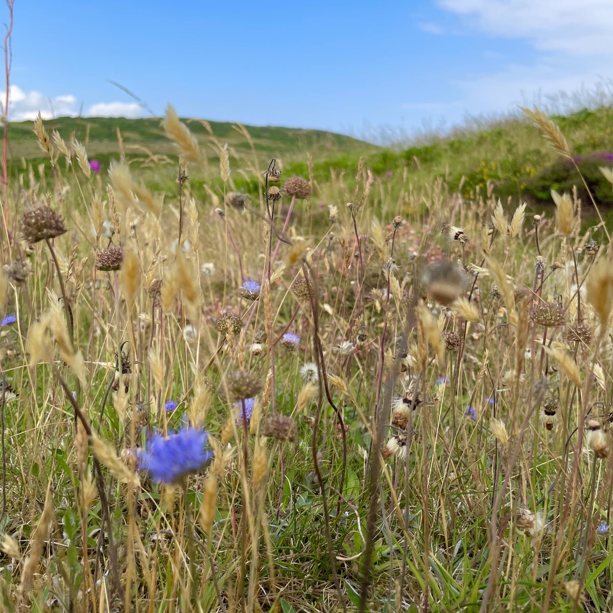 MikeBolam's tweet photo. #ColvendCoast #Rockliffe #CastlePoint #SolwayCoast #DumfriesandGalloway https://t.co/uLtkCkPfYV
