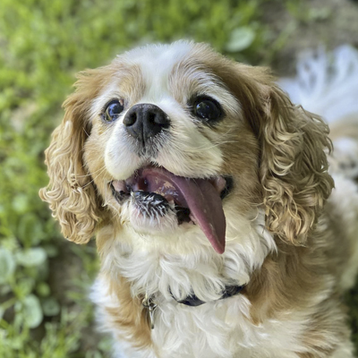 CavalierHealth's tweet image. JACOB is a male Blenheim fostered in WASHINGTON STATE by Cavalier Rescue USA. He needs his forever home NOW! Check him out at cavalierrescueusa.org/cavalier/item/…