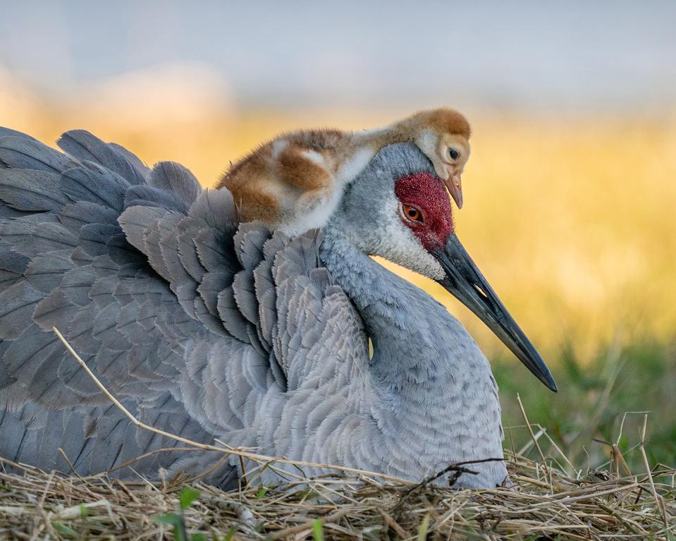 Forbes's tweet image. Meet the 12 winners of this year's Audubon Photography Awards: trib.al/aEkNMUF