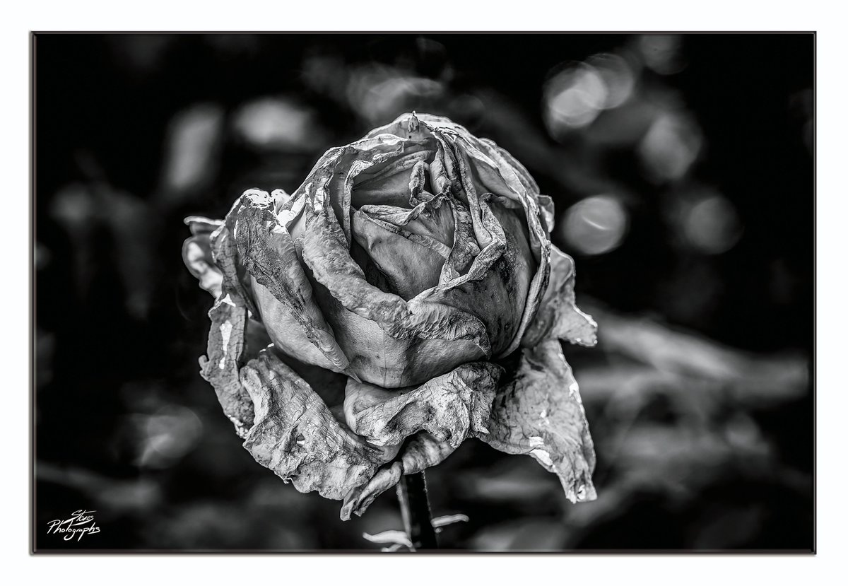 Hope everyone's having a great Sunday 😊
"Fading beauty" #BlackAndWhiteMacro Roses after the rain ☔️
#Nature #NaturePhotography #Flowers #wildlife #photooftheday #photography #naturelovers #Luv4Wilds #ThePhotoHour #macrophotography @LensAreLive @PositiveTwenty1 #gardens