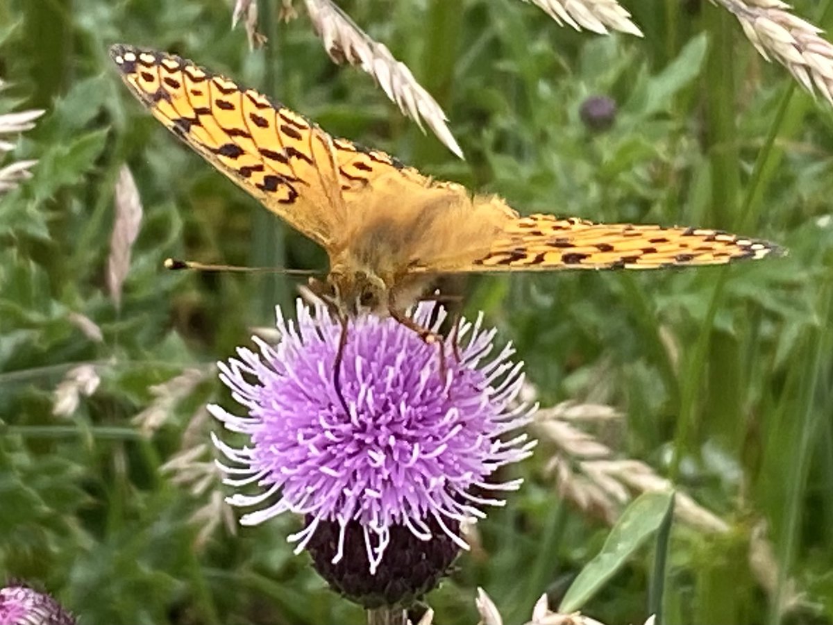 andreakjgreig's tweet photo. Our walk this morning brightened up by these beautiful butterflies. So graceful and colourful. #butterflies #nature #naturesbeauty #pearlborderedfritillary #thistle #Scotland #eastcoast #findjoyinsimplethings #lookaroundyou #Angus https://t.co/TXR4gq7Shn