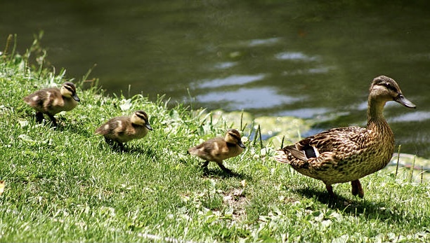 It's the 7th Sunday after Pentecost! Join us for live streaming worship on YouTube at 10:30am, youtu.be/AxLfev74-q4.