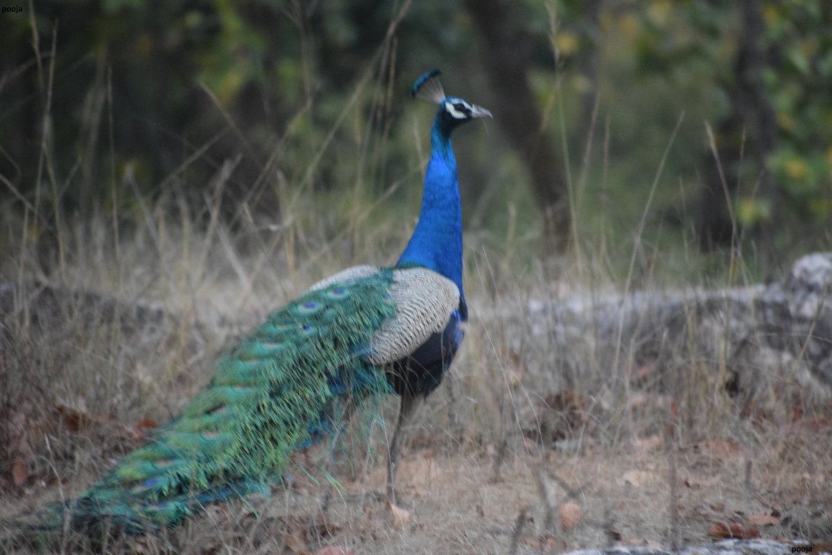 Poojachauhan (@pcha29apr) on Twitter photo Peacock <a href="/WorldofWilds/">WorldOfWilds</a> <a href="/ThePhotoHour/">#ThePhotoHour</a>
<a href="/BirdLife_Asia/">BirdLife Asia</a> #birdphotography <a href="/BirdWatchingMag/">Bird Watching</a> #birdwatching #natgeo #NaturePhotography #birds #birdphotography #Luv4Wilds #wildlife #day #Indiaves #PhotoOfTheDay #BBCWildlifePOTD #TwitterNatureCommunity Peacock <a href="/WorldofWilds/">WorldOfWilds</a> <a href="/ThePhotoHour/">#ThePhotoHour</a>
<a href="/BirdLife_Asia/">BirdLife Asia</a> #birdphotography <a href="/BirdWatchingMag/">Bird Watching</a> #birdwatching #natgeo #NaturePhotography #birds #birdphotography #Luv4Wilds #wildlife #day #Indiaves #PhotoOfTheDay #BBCWildlifePOTD #TwitterNatureCommunity