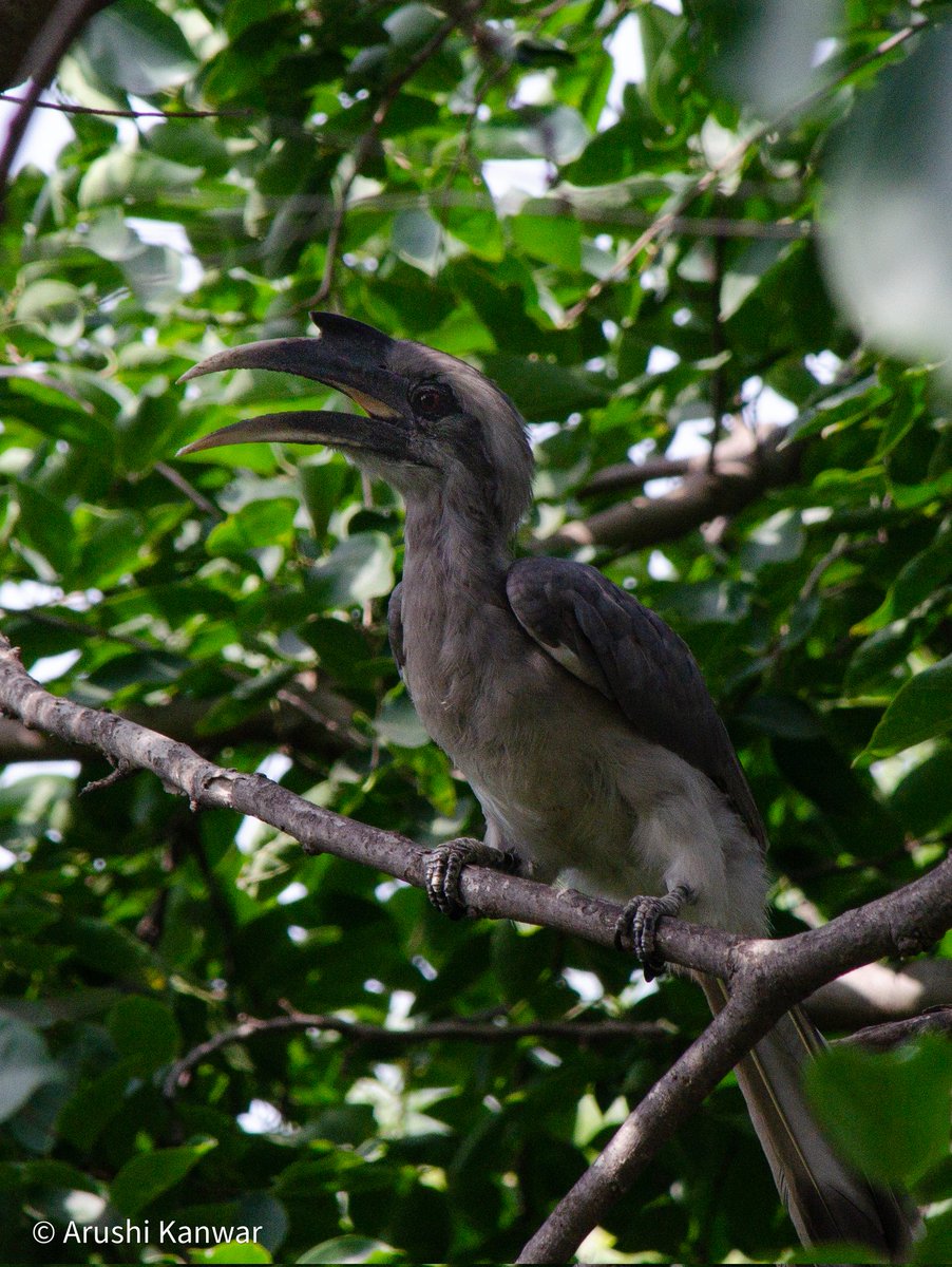 Indian Grey Hornbill #IndiAves #Luv4Wilds #BirdsSeenIn2021 #birdwatching #nature #TwitterNatureCommunity #ThePhotoHour #WaytoWild #BirdTwitter