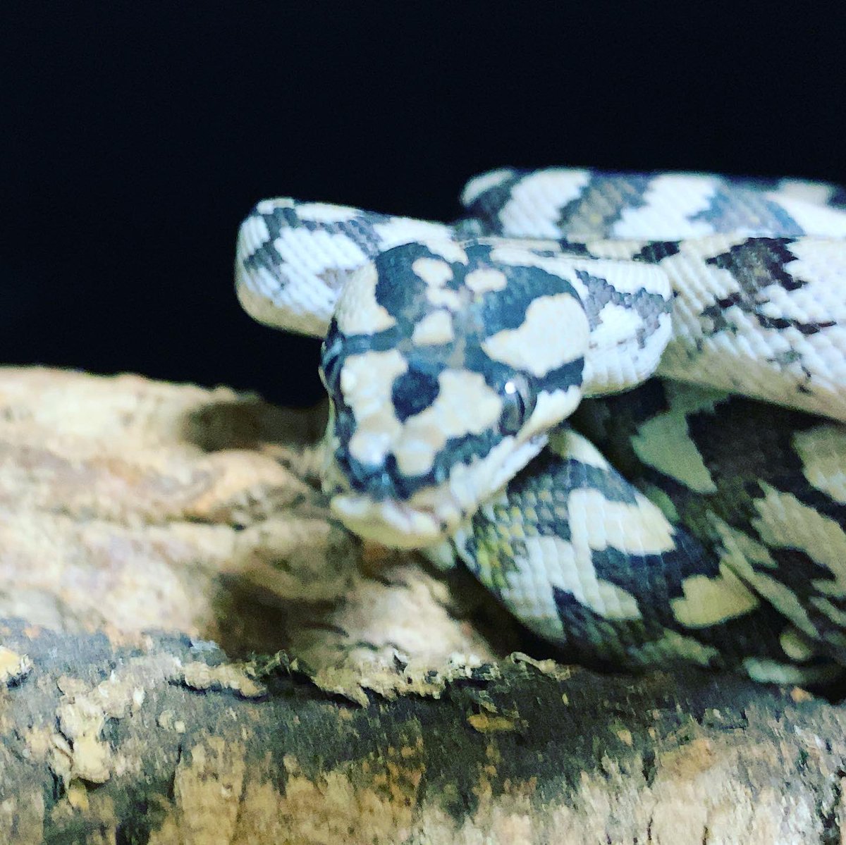 habaero946's tweet image. ジュラッテンカーペットパイソン相変わらず雛うずらしか食べない^_^

#diamondpython 
#Inlandcarpetpython
#Ballpython
#Whitelippedpython
#bloodpython 
#AngolanPython
#greentreepython