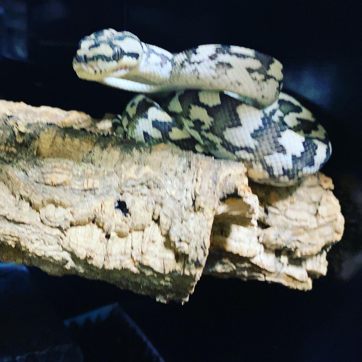 habaero946's tweet image. ジュラッテンカーペットパイソン相変わらず雛うずらしか食べない^_^

#diamondpython 
#Inlandcarpetpython
#Ballpython
#Whitelippedpython
#bloodpython 
#AngolanPython
#greentreepython