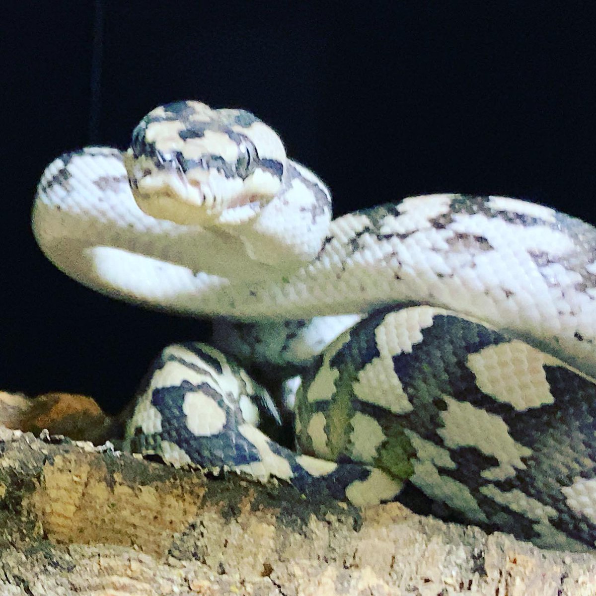 habaero946's tweet image. ジュラッテンカーペットパイソン相変わらず雛うずらしか食べない^_^

#diamondpython 
#Inlandcarpetpython
#Ballpython
#Whitelippedpython
#bloodpython 
#AngolanPython
#greentreepython
