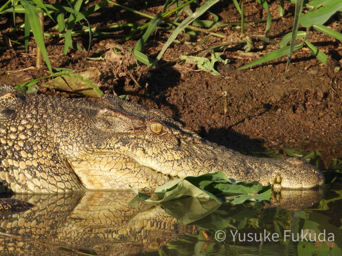 福田雄介 ワニ研究者 Gingacrocodylus Twitter