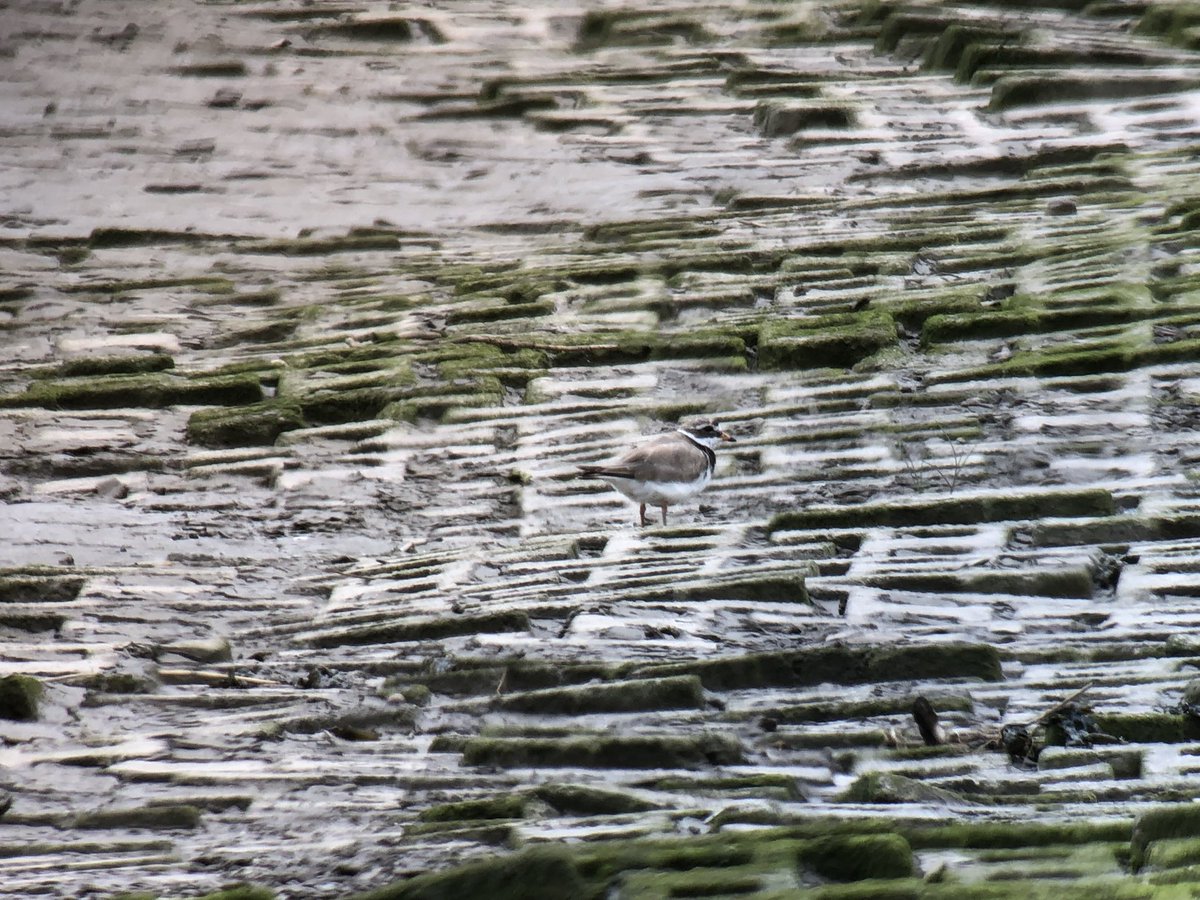 daveliverbirder's tweet photo. Late morning/afternoon #patchbirding 1s Caspian, 1ad Yellow Legged, 2 Med Gull, 6 Ringo, 5 Com Sand, Whimbrel, 2 Dunlin, 300+ Blackwit (Pickerings) 2 Teal, Cetti’s, Green Sand (CLP) Hobby, 2 Yel Wag and a couple of hours #quailfail (BMF) https://t.co/s8KUqKNz9v