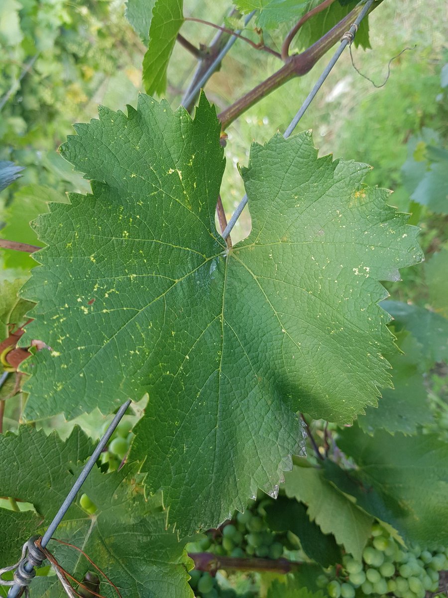 EuPathogen's tweet photo. Light symptoms of #fanleaf on cultivar Rkatsiteli in Kakheti Georgia https://t.co/8FWTOHBVN5