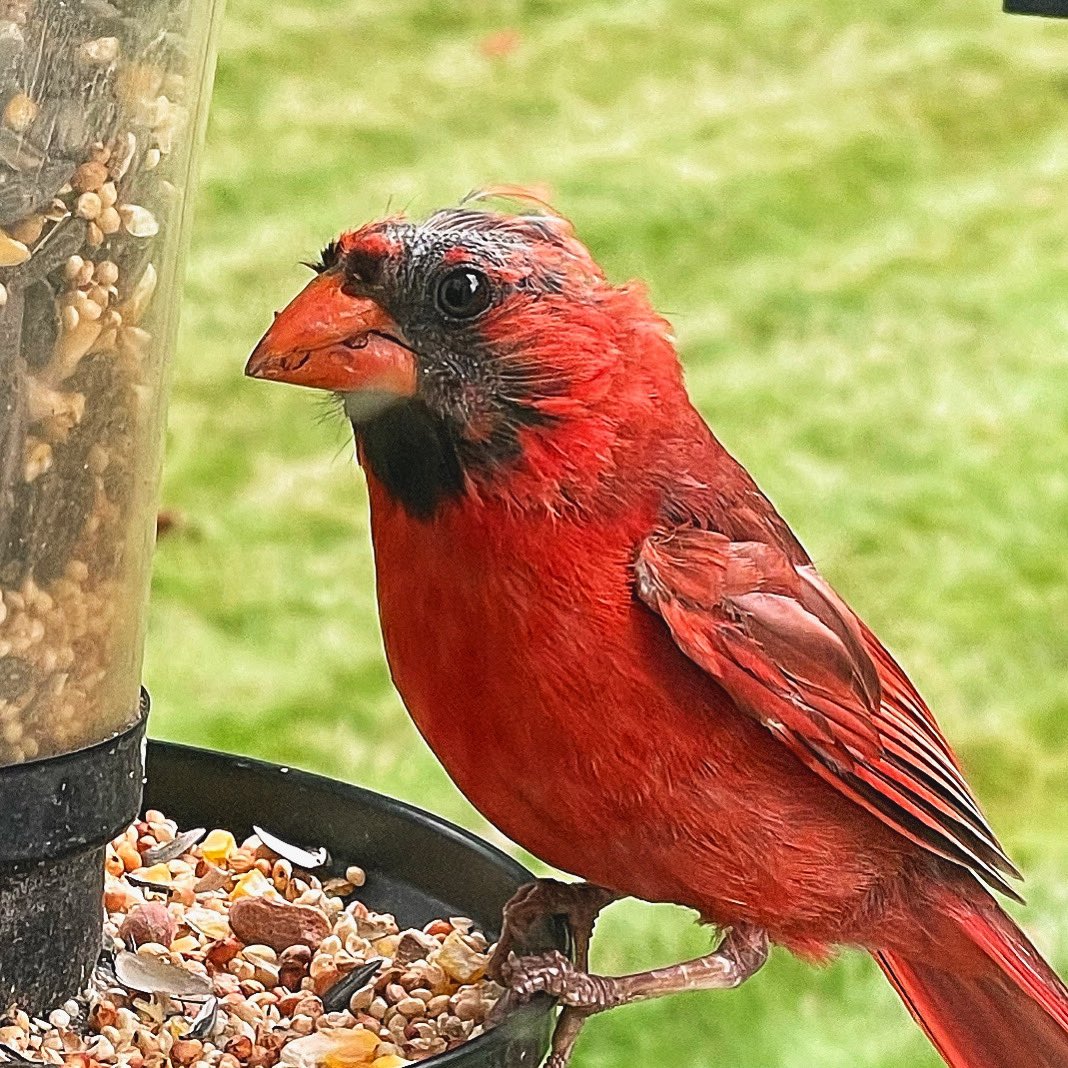 Look at this bald ass old Cardinal. He’s seen some shit.