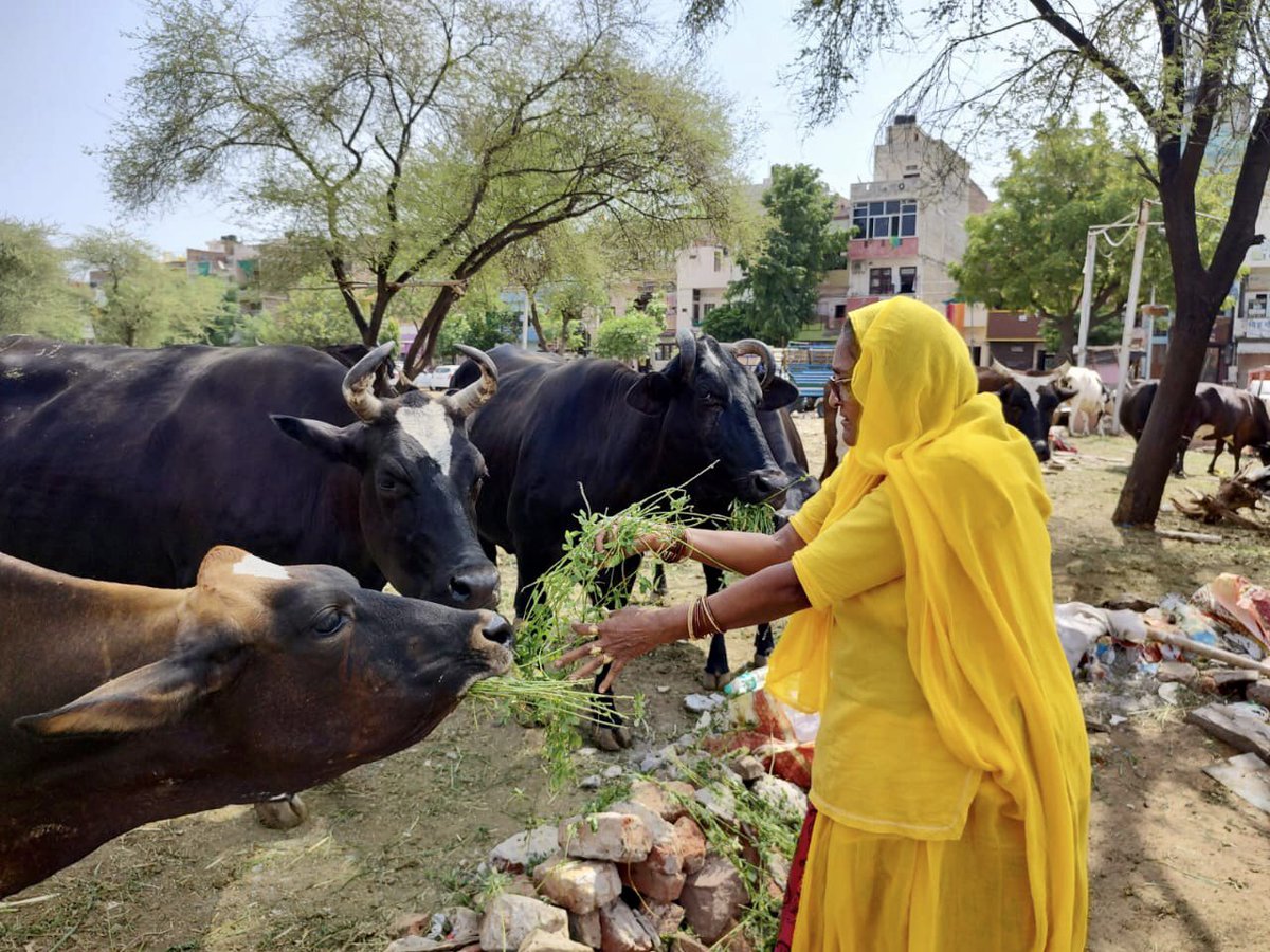 BatoolBegam's tweet photo. गौ सेवा ही गिरिधर सेवा…🙏🏽
#GauMata #GauSeva #Kamdhenu #BegamBatool #BatoolBegam #BhajanByBegamBatool https://t.co/5xhT3IgwJk