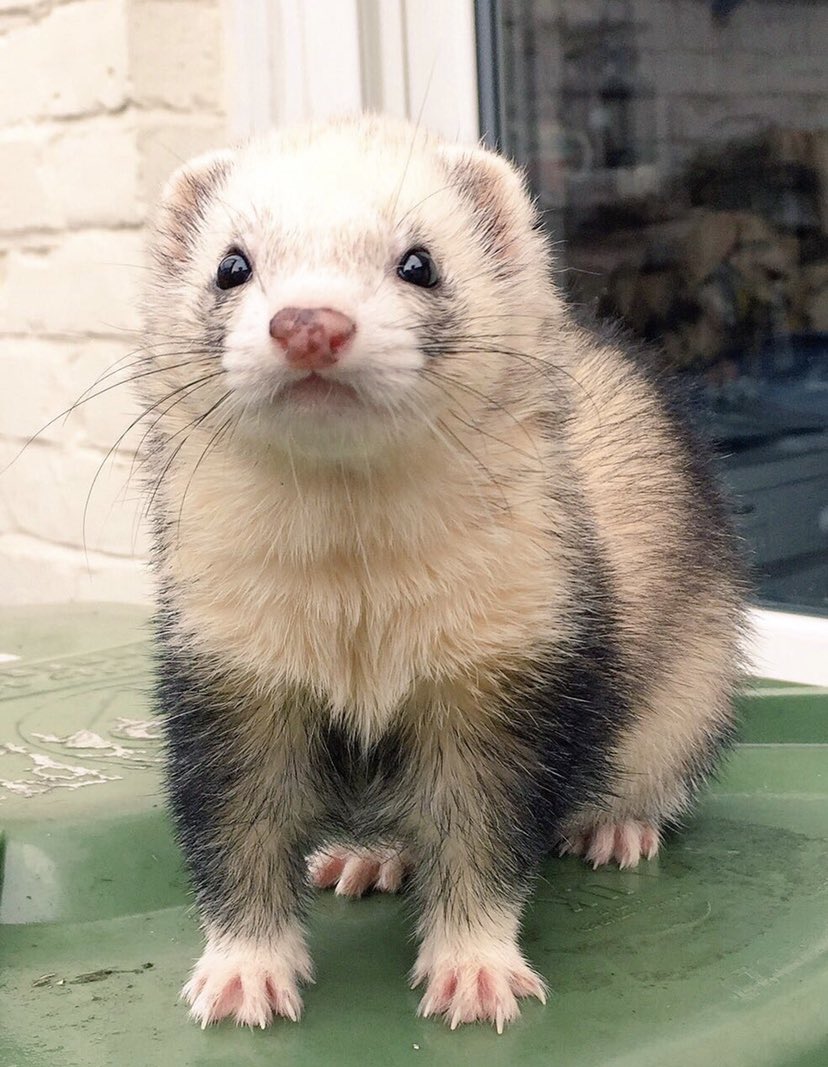 It is with a heavy heart and a final dook that I bring the news, from beyond the grave, that dear old Smelly Alice has come to join me over rainbow bridge - this leaves a question…..do we let #StupidBrian take over? #DIP 🐾