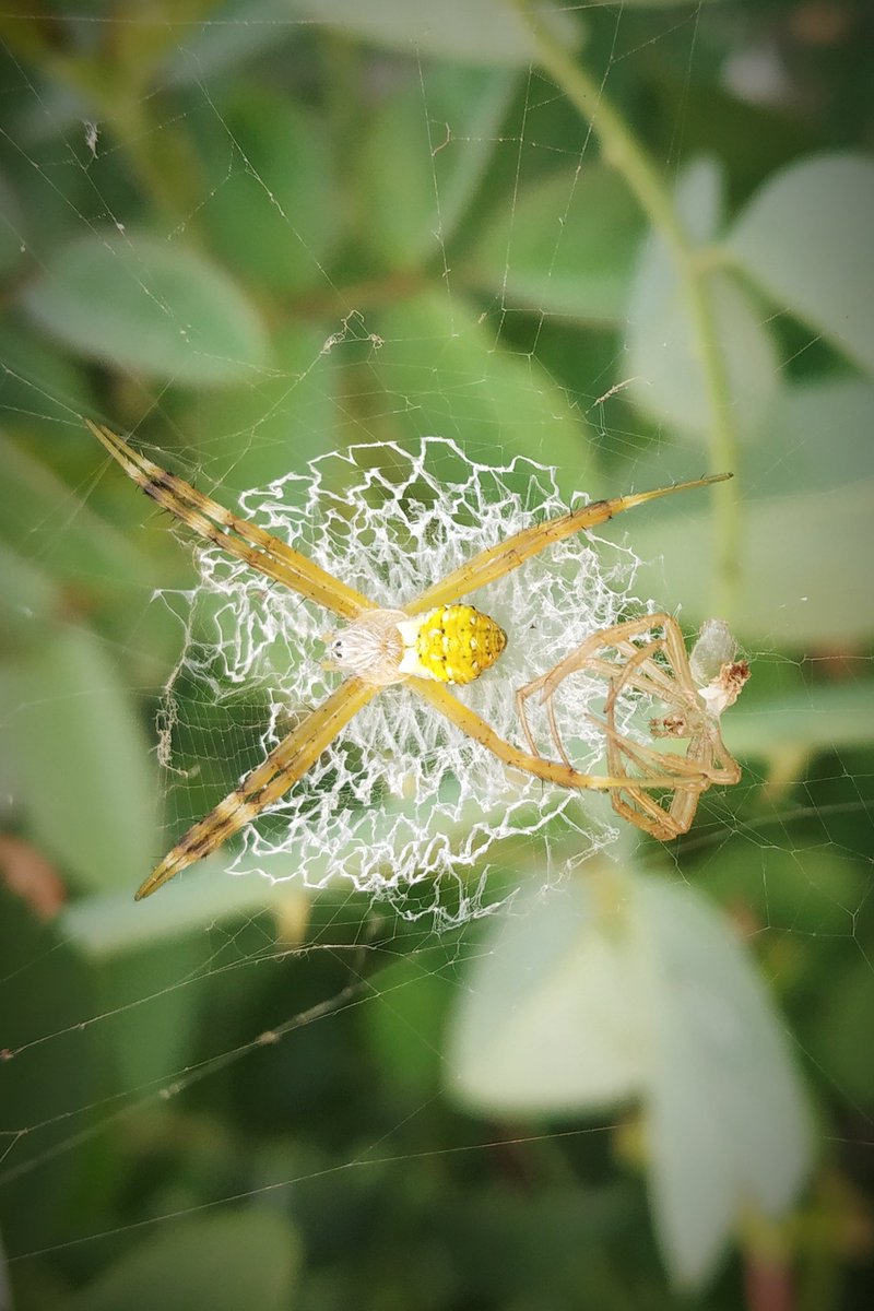 •~ Another prey....🕷️😀
#spider #Luv4Wilds #waytowild #ThePhotoHour #nature #eveningvibes #NaturePhotography.....