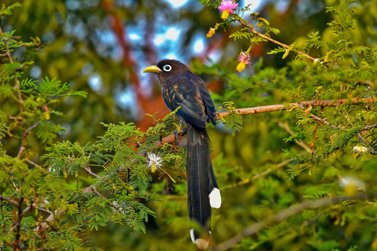 The Blue-faced Malkoha is a bird of open forests and scrub jungle. @pargaien #IndiAves #Luv4Wilds @NikonIndia @HarithaHaram #nature #ThePhotoHour @NatGeoEducation @BeautyNature___ #monsoon @AmazingNature00 #wildlifephotography @BBCEarth #beautifulworld #NaturePhotography