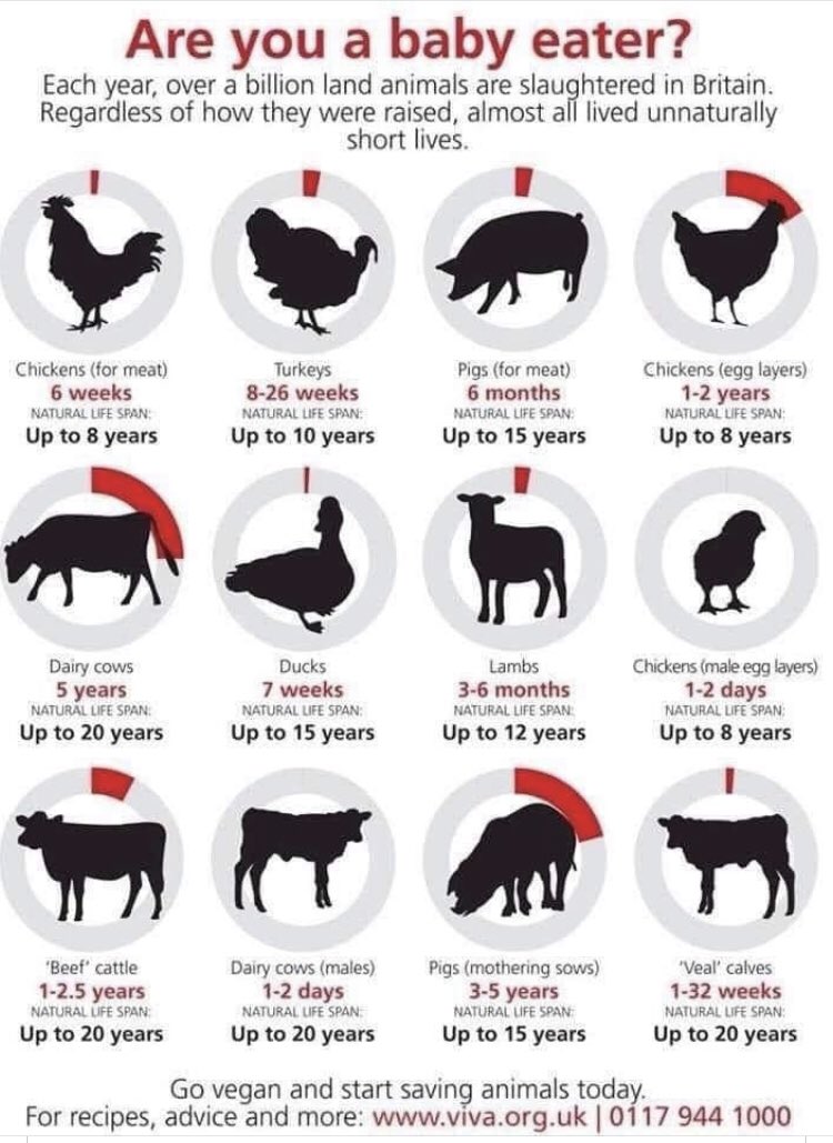 Animals are murdered at a fraction of their natural lifespan. This is not the “circle of life” or “natural”. This is assembly line animal abuse on the largest scale ever known to human kind &amp; it’s happening to animals with child-like awareness.

#GoVegan