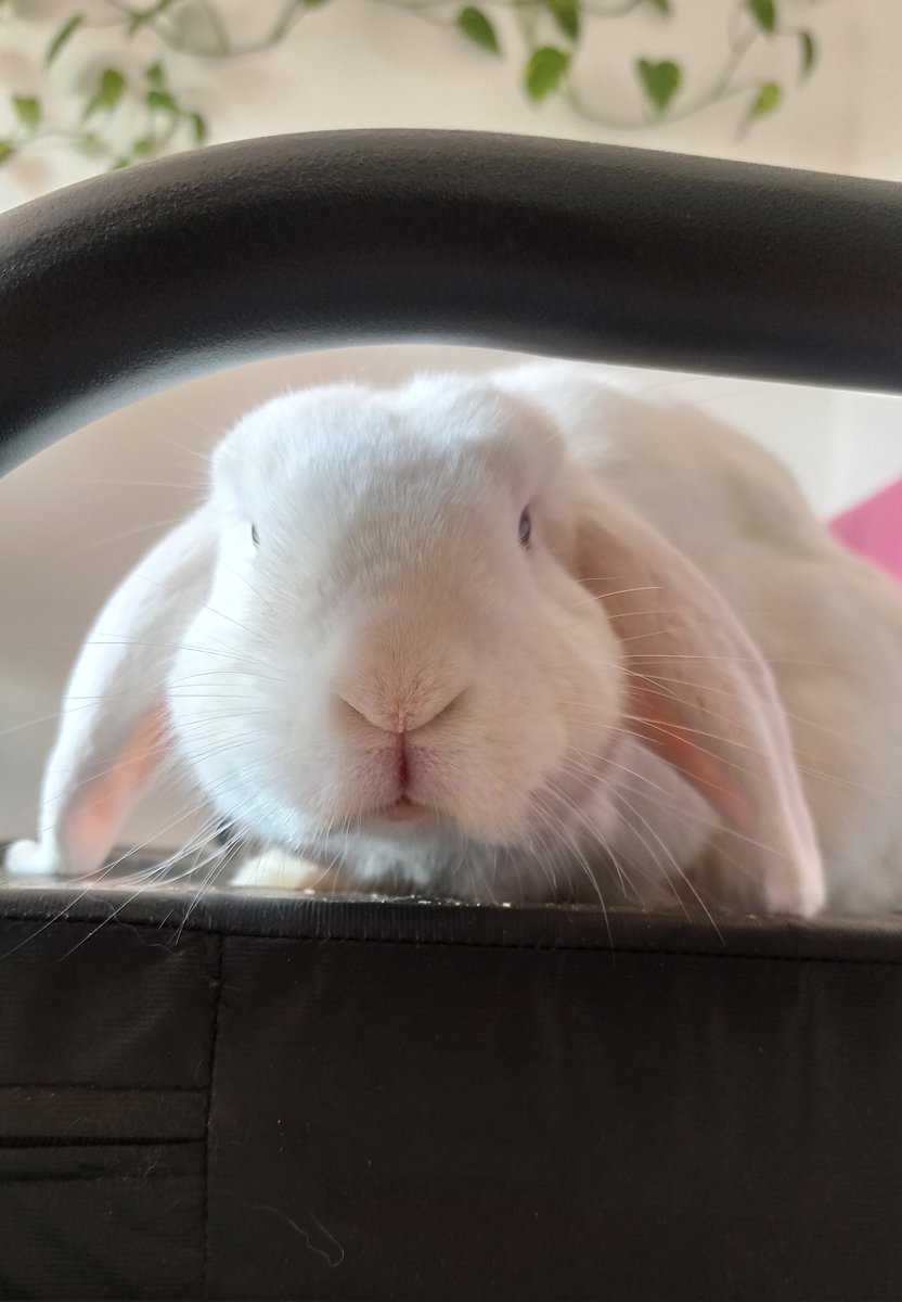 TiPoisPatate's tweet photo. Bonjour tout le monde, comment ça va ? 😁

Ici tout roule, je suis très occupé à faire la sieste mais je voulais prendre des nouvelles !!!

J'espère que vous avez plein de foin qui sent bon, une grande litière à gratter et quelqu'un pour faire des bisous à travers la grille 🥰 https://t.co/znzdgIeM7v