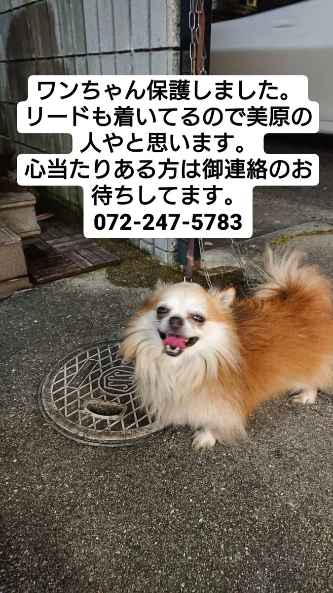 タグ 保護犬カフェ鶴橋店 の注目ツイート メガとんトラック