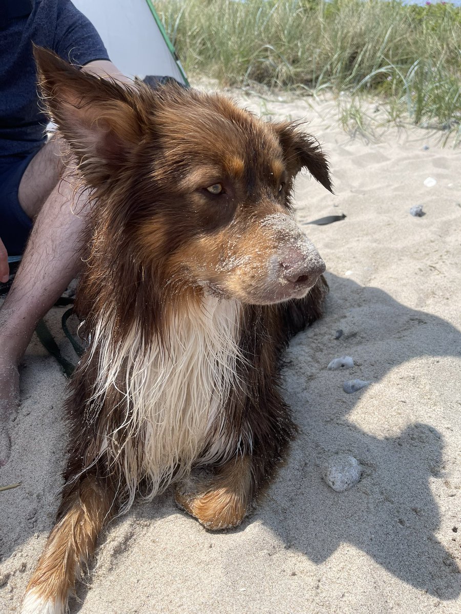 Telaar's tweet photo. Noordwijk Aan Zee - Noordwijkerhout - Camping Sollasi [mit Hund] https://t.co/ioGhsUi8qg https://t.co/WFNQQUK2ZE