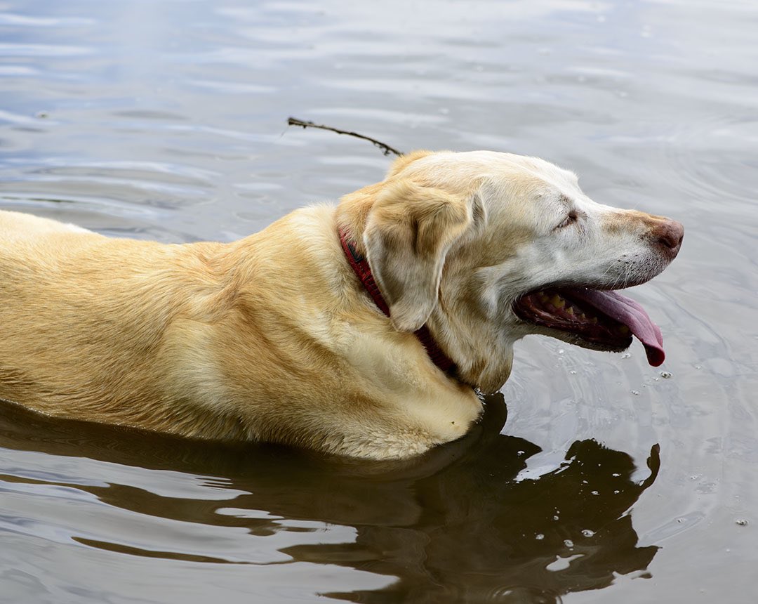 Chillin at the river. Hope everyone is having a great summer!  💦👍🍉🛶 #dogsoftwitter