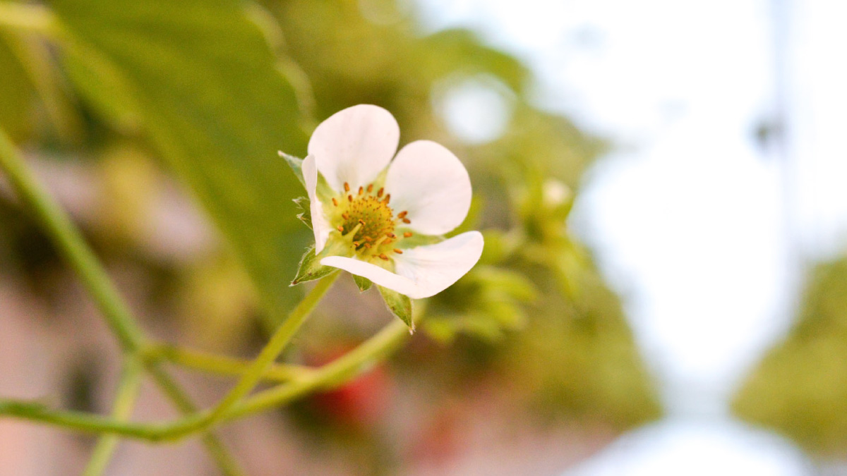 YES_Berries's tweet photo. Strawberry blooming big and bright. 
#Strawberry #YESBerries #DelFrescoPure #GreenhouseGrown #Yummy #Delicious #Sweet https://t.co/KYJs7jxYd2