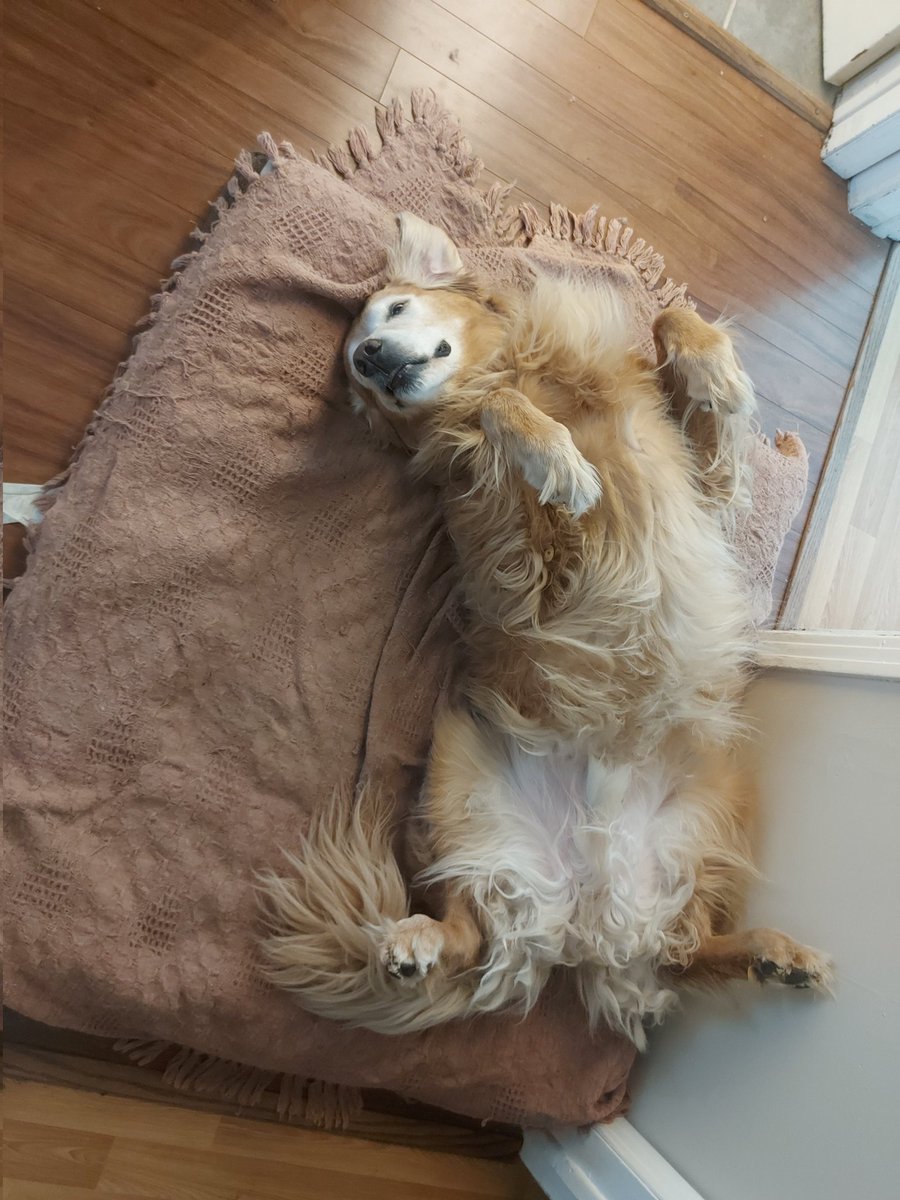 HeleneHHolland's tweet photo. When you're heading for a morning walk and your dog is doing yoga while sleeping! #talented #yogafordogs 😂😂😂 https://t.co/n2S89pjOWP