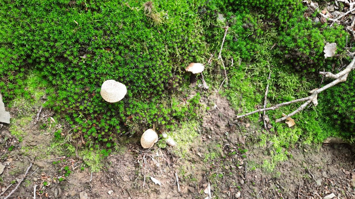 Das sehr feuchte Klima hat auch einen kleinen Vorteil. Die Pilzsaison 2021 ist im vollen Gange. Entdeckt im Kellerwald.