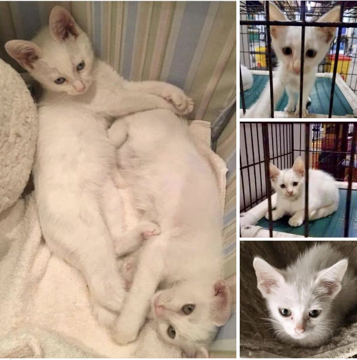 Albacore Tuna: in honor of National Kitten Day, here’s me and Ahi 5 years ago, the day we met Trainer! That was the catalyst to our lives with the Amazing Acro-Cats as Albacore Tuna the Rising Star and Ahi Tuna the Princess Star! #acrocats