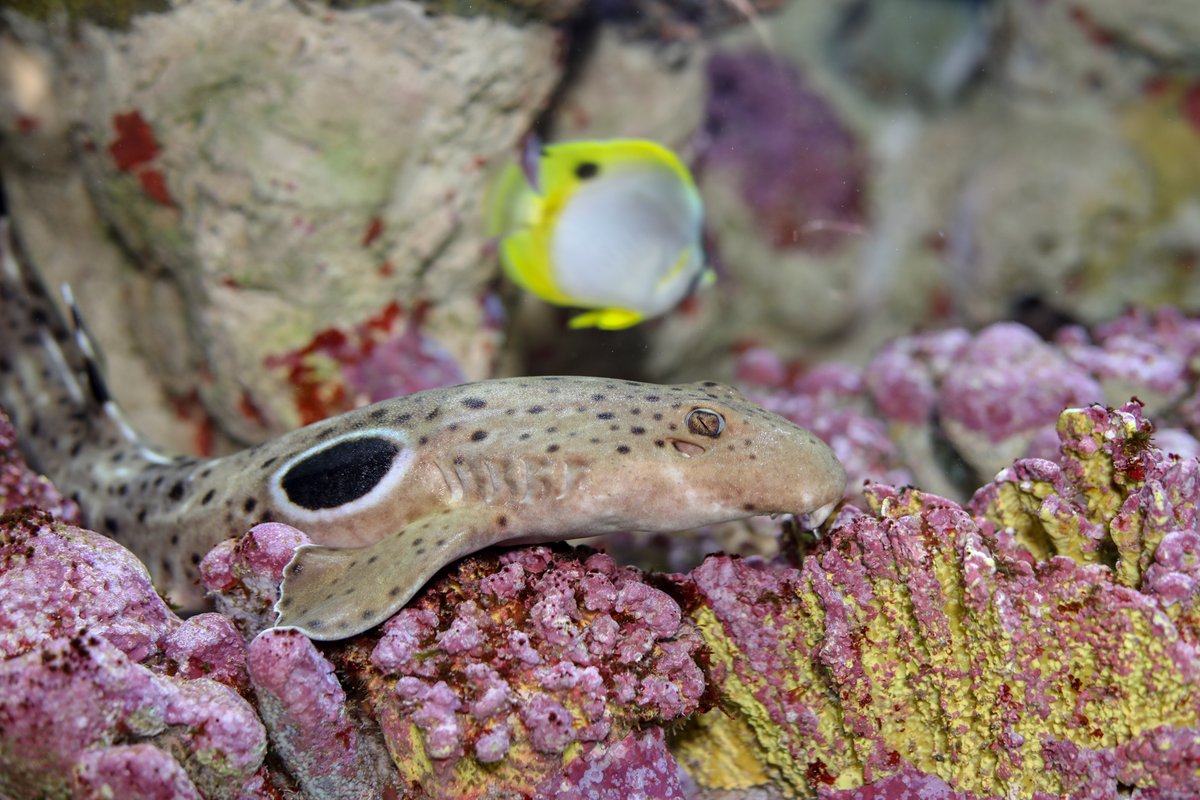 NEAQ's tweet image. We are officially heading into #SharkWeek! 🦈

A fun fact about #EpauletteSharks: The spot pattern of each epaulette shark is as unique as a fingerprint!

Make sure to book your tickets to the Aquarium this week to celebrate Shark Week!

#EveryWeekIsSharkWeek #AquariumSharks