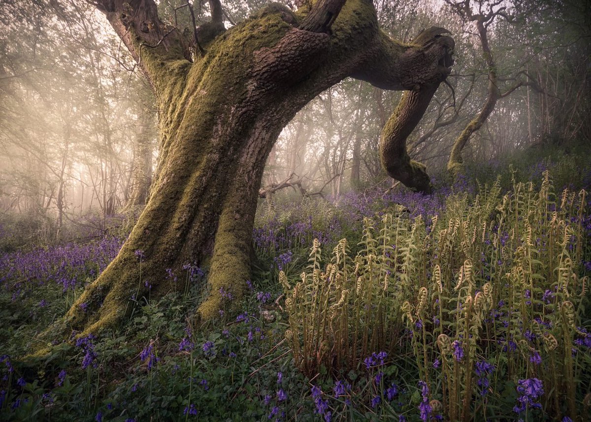 ✿°°•✿ Nina ✿•°°✿ tweet media