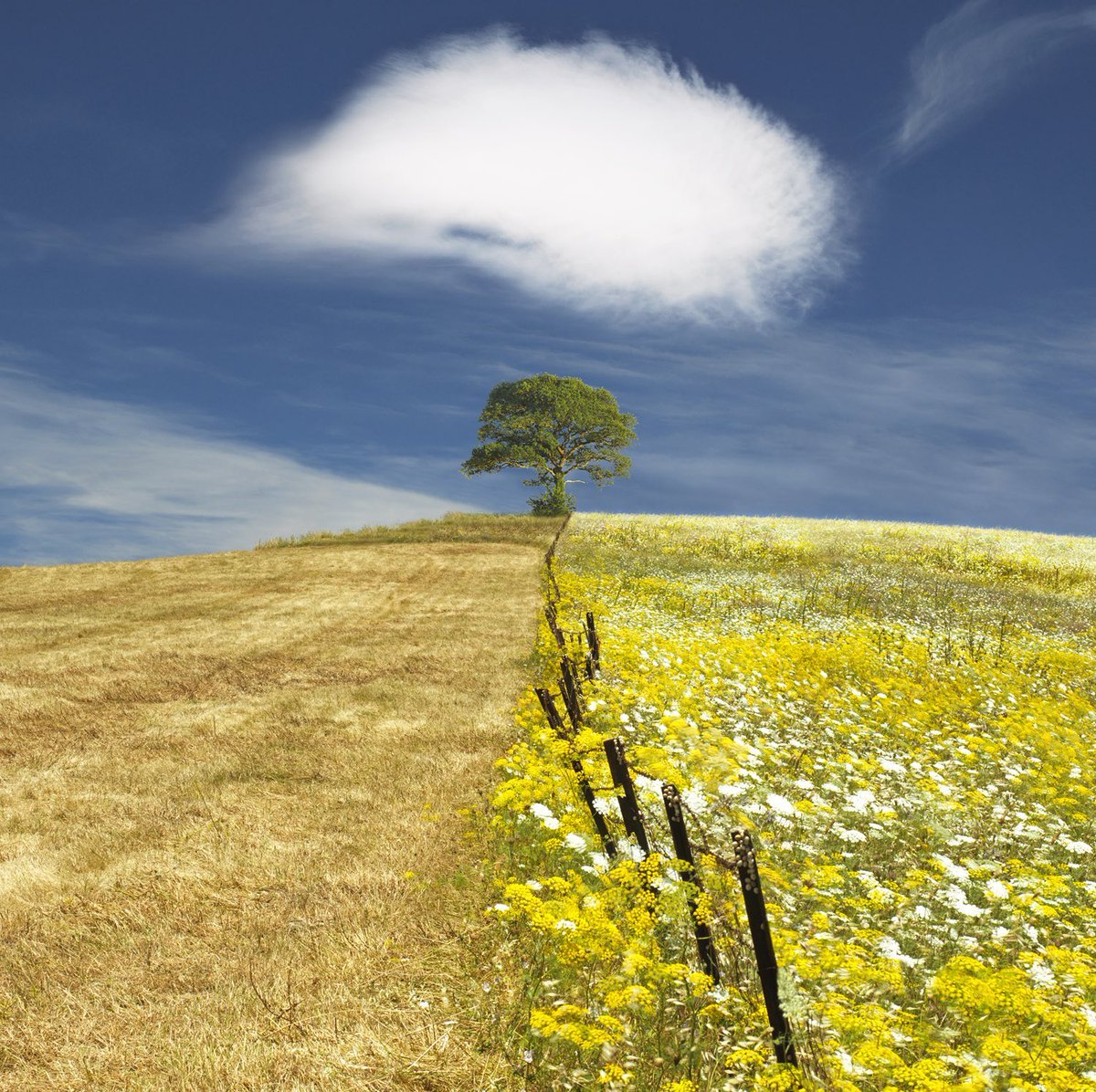 ✿°°•✿ Nina ✿•°°✿ tweet media