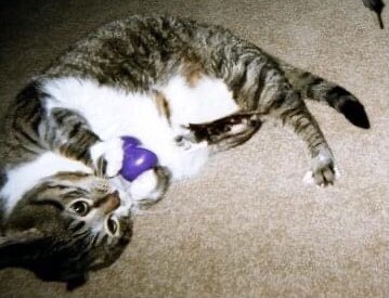 Michelle241994's tweet image. Princess loved play time #PVCastingCall2021 @petvalu