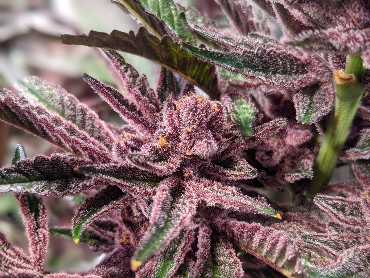 Hope you all are having a great Sunday!