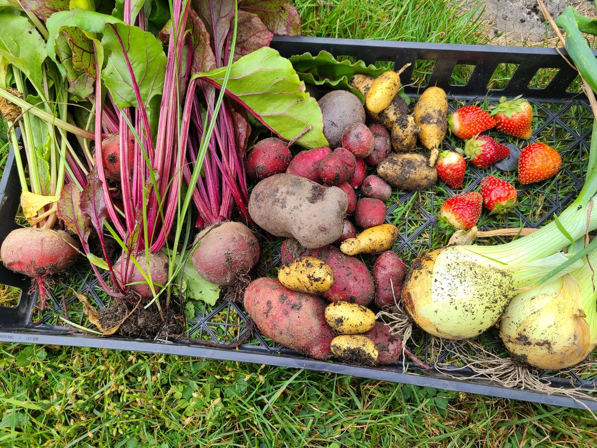 chadjcarbone's tweet photo. A nice little haul from our garden this Sunday morning https://t.co/iOq4GHSO2e