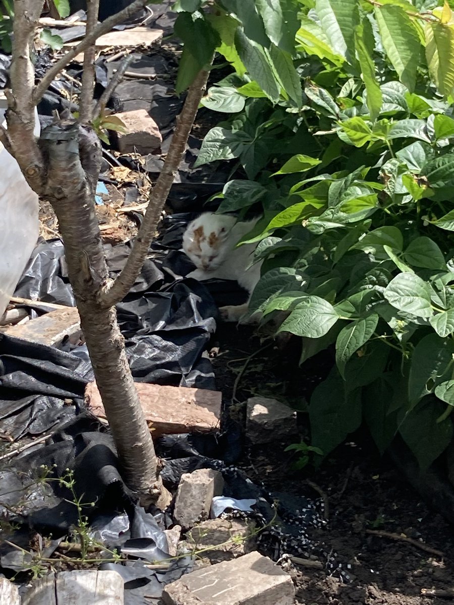 Alice McLean tweet media