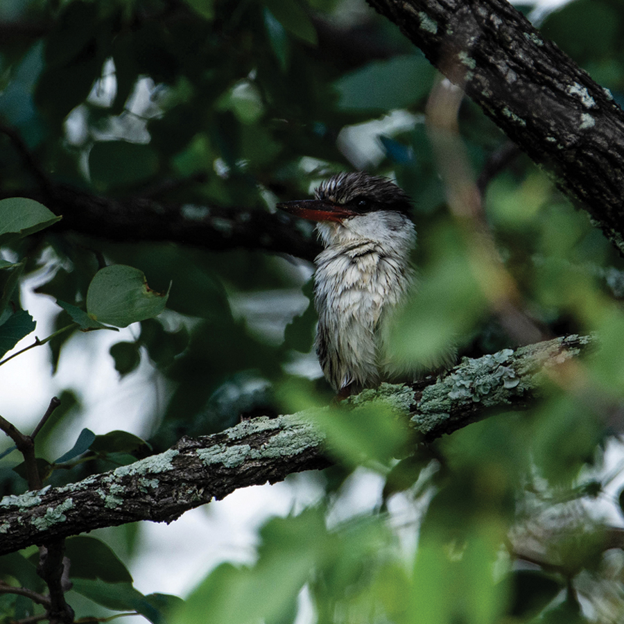 EcoTraining's tweet photo. #SundayBirdChallenge.
Can you tell us what this beautiful bird is called? 
Spotted in what is otherwise known as a "Birding Hotspot" - Makuleke.

📷 @christoffels_za
Drop us a comment below and let us know.

#EcoTraining #EcoTrainingStudent #EcoTrainingCamp #Africa #TravelAfric https://t.co/QyqJO7SURT