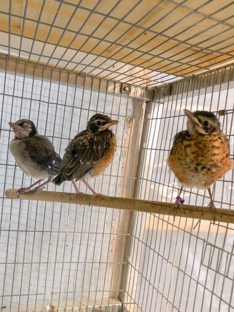 These #birds have made friends. There are two #Robins on the right and a #BlueJay Fledgling on the left that are enjoying eachother a company while they get ready to be released.”