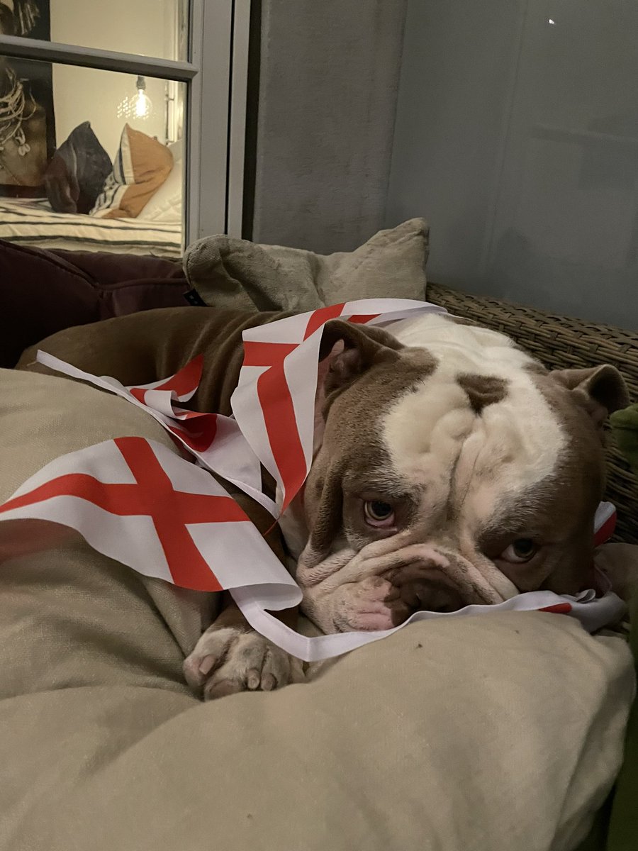 Selv min engelske hund flover sig #itaeng #engita