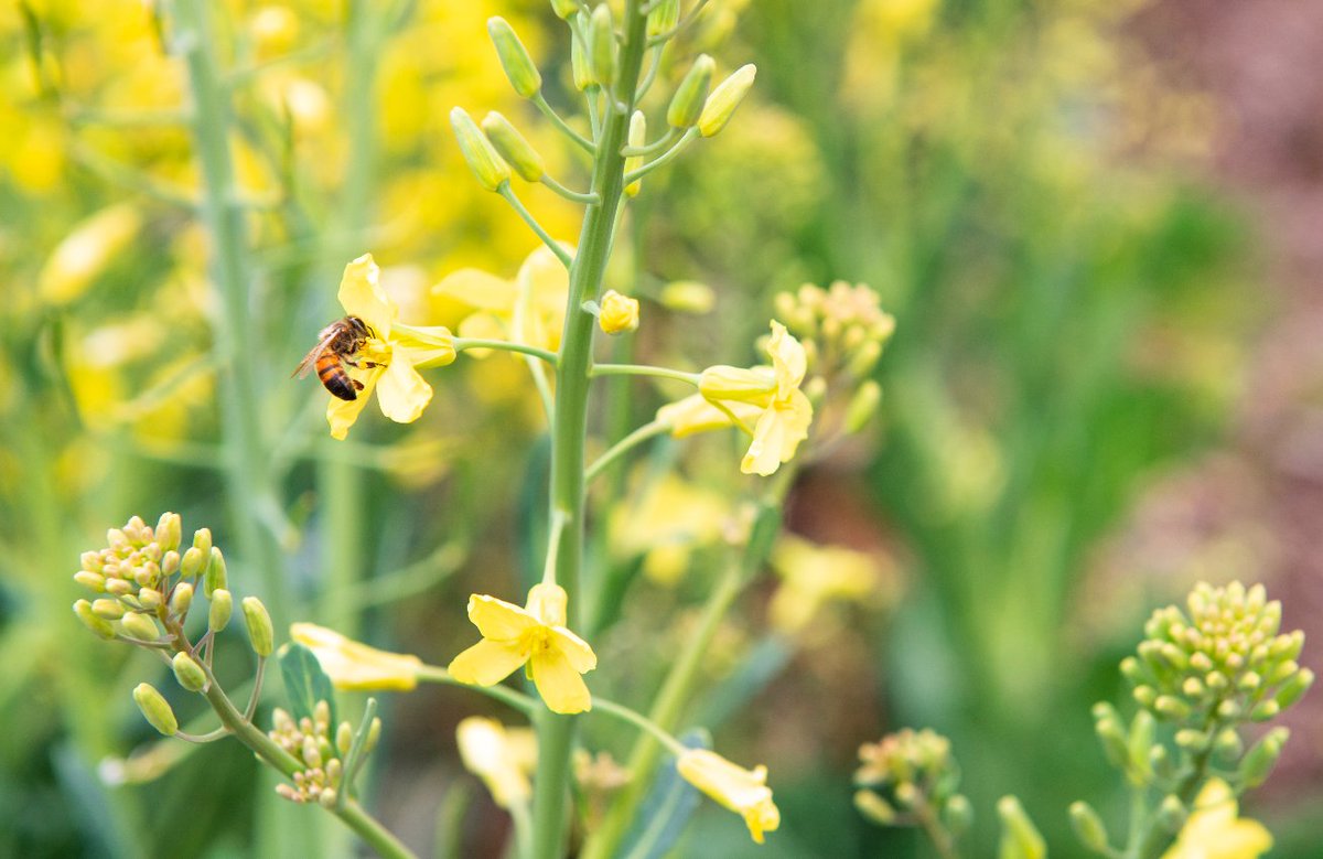 UNTsocial's tweet photo. Fun fact: #UNT was the first Bee Campus USA in Texas, providing habitats for these busy pollinators and educating the #UNTgreen community about the vital role bees play in our ecosystem. More: https://t.co/hngYwWZ7Ob https://t.co/iGZVm1c5R4