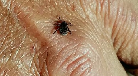 Find a tick? Our Community Partners at @Ticknology offer ID &amp; testing for 9 of the top pathogens. Information that may help with treatment decisions between you and your provider. #Coloradoticks coloradoticks.org