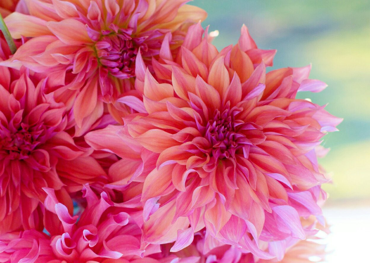 花 7月12日の花 ダリア 花言葉 エレガント キク科ダリア属 別名 テンジクボタン 天竺牡丹 渡来 1842年オランダから 原産地 メキシコ 有毒とされたのは誤り ポレオンの妃ジョセフィーヌが愛した花 ココ シャネル 美しさは女性の武器