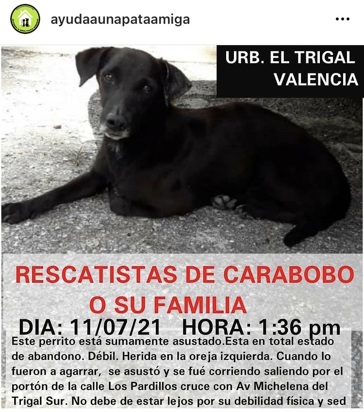 ARCAYATANIA's tweet photo. Por favor difundir ❤️ Tomado de Ig @ayudaaunapataamiga https://t.co/CBknZasBnO