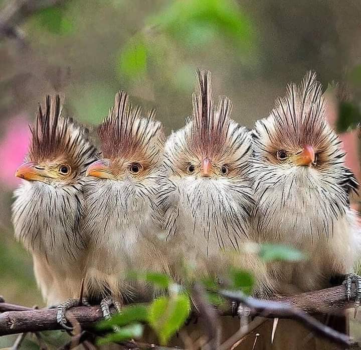 Spectacular Photography of Birds 🐦