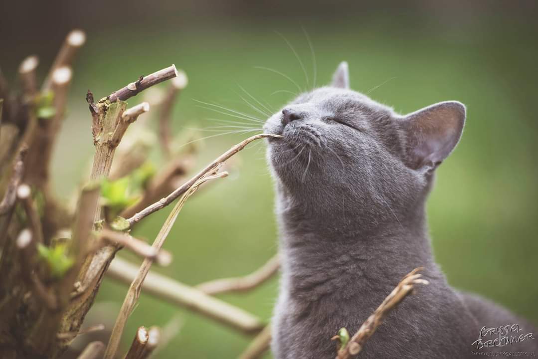 We have just lost our sweetest BammBamm. He was hit by a car and we just found him on the side of the road... we gave him the most beautiful resting place in our garden as we could possibly create. 

We are beyond grief...

R.I.P. baby boy