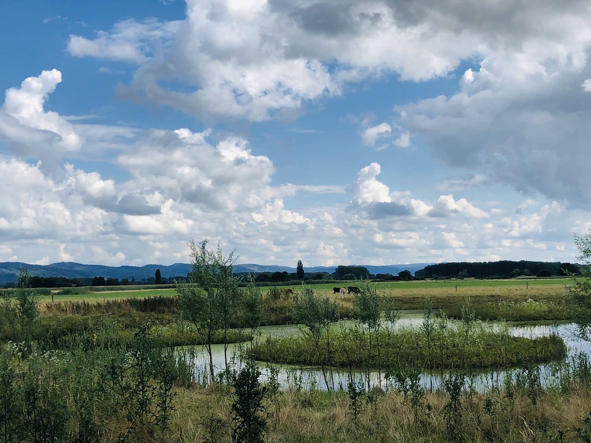 Auerrind Projekt tweet media