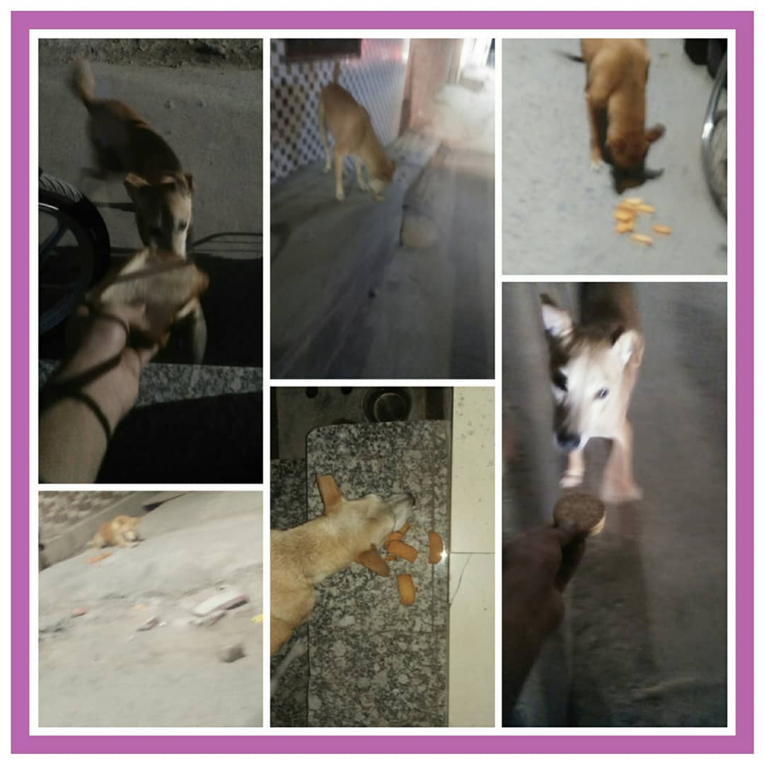 the_oscar_fdn's tweet photo. #78 SUNDAY SPECIAL💛
Your love & support makes this possible. We are low on funds do help us to continue our feeding program for these innocent souls.
If u want donate us then DM us
@the_oscar_fdn
.
#sundayspecial #sunday #WefeedEveryday #theoscarfoundation #animalwelfareindia https://t.co/NWlsQXDzwC