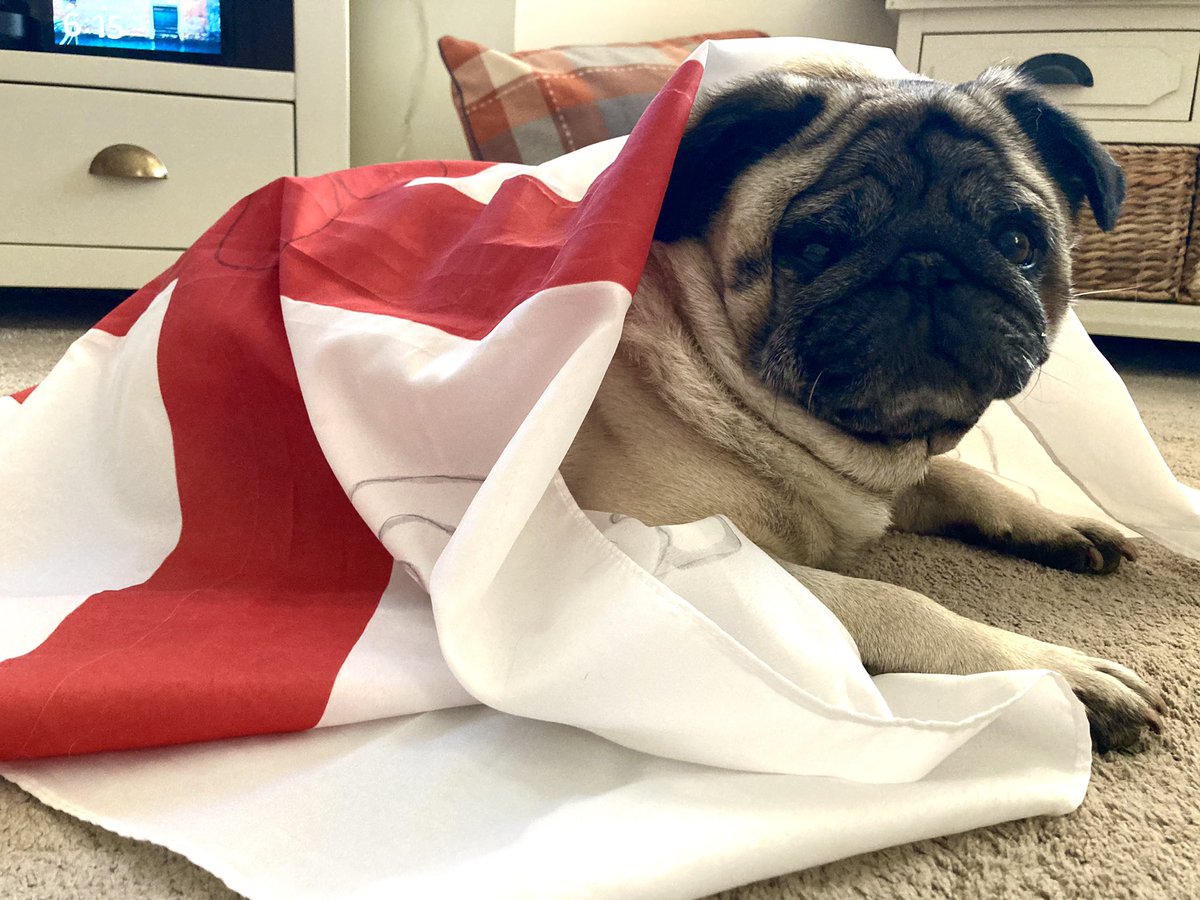 SamiRyder's tweet photo. @SkySportsNews Pablo ready to cheer on the boys 🙌🏼 🏴󠁧󠁢󠁥󠁮󠁧󠁿🏴󠁧󠁢󠁥󠁮󠁧󠁿🏴󠁧󠁢󠁥󠁮󠁧󠁿 #sendusyourselfies #ItsComingHome https://t.co/pEAZCIU3I1