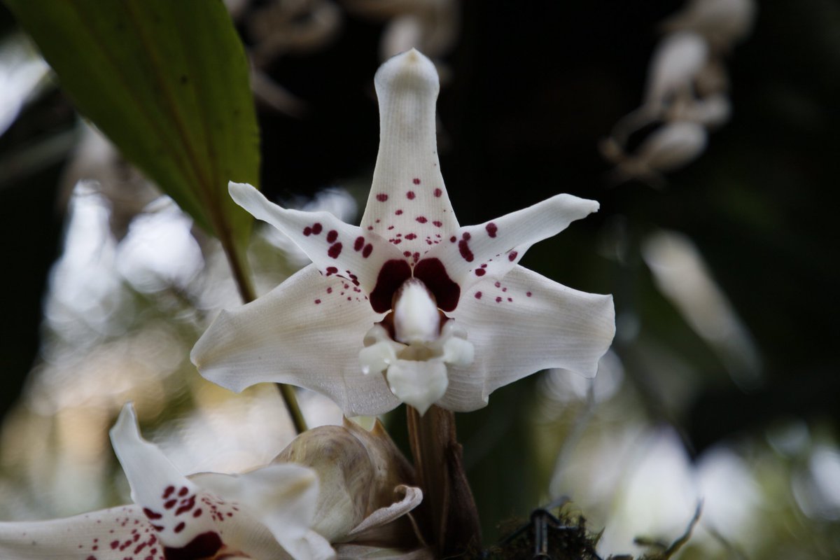 UtuOrchids's tweet photo. The pleasant fragrance always tells that one of our Stanhopeas is flowering in our Neotropical Section. And you start searching for the flowers - this time it’s Satanhopea martiana from SW Mexico. #utu #utubotgar #botanicgarden #ruissalo #stanhopeamartiana https://t.co/qcR0YlbxqW