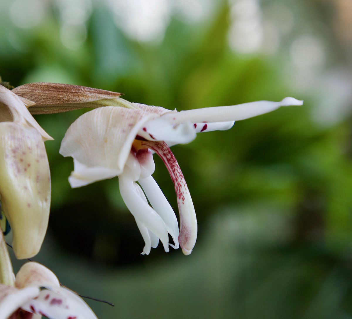 UtuOrchids's tweet photo. The pleasant fragrance always tells that one of our Stanhopeas is flowering in our Neotropical Section. And you start searching for the flowers - this time it’s Satanhopea martiana from SW Mexico. #utu #utubotgar #botanicgarden #ruissalo #stanhopeamartiana https://t.co/qcR0YlbxqW
