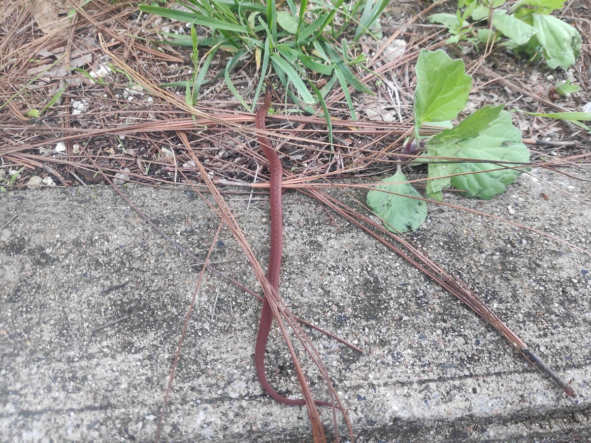MattewGDL's tweet photo. @Herpeto_cosas podrías por favor ayudarme a identificar este espécimen, supongo tiene pocos días de nacida, medía unos 15 centímetros, fue vista en el bosque en Mazamitla, Jalisco. https://t.co/rQuUjGla2x